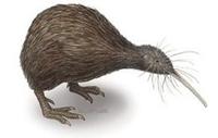 Image of: Apteryx australis (brown kiwi)