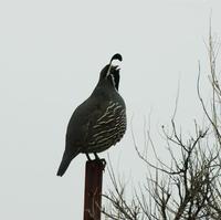 Image of: Callipepla californica (California quail)