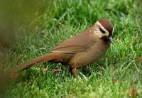 Image of: Garrulax sannio (white-browed laughingthrush)