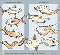 Image of: Actinopterygii (ray-finned fishes)