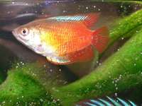 Colisa lalia - Dwarf Gourami