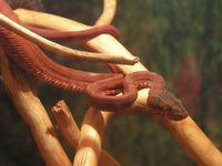 Corallus hortulanus - Amazon Tree Boa