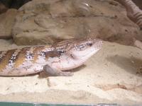 Tiliqua scincoides