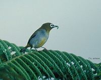 Black-capped White-eye - Zosterops atricapilla