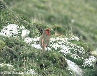 Red-fronted Rosefinch - Carpodacus puniceus