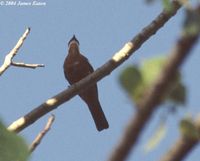 Rufous-bellied Triller - Lalage aurea