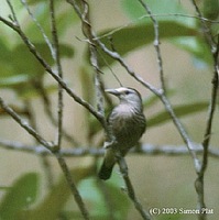 White-faced Starling - Sturnus albofrontatus