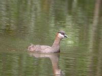 Madagascar Grebe - Tachybaptus pelzelnii