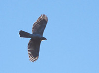 Henst's Goshawk (Accipiter henstii) photo