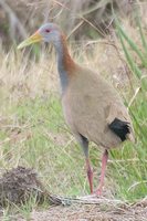 Giant Wood-Rail - Aramides ypecaha