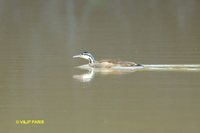 Sungrebe - Heliornis fulica