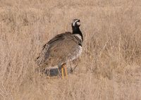 White-quilled Bustard - Eupodotis afraoides