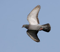 Rock Pigeon (Columba livia) photo