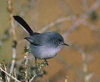 Black-tailed Gnatcatcher (Polioptila melanura) photo