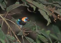 Golden-hooded Tanager (Tangara larvata) photo