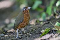 Giant Antpitta (Grallaria gigantea) photo