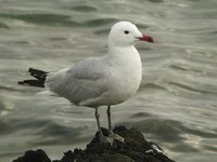 Audouin's Gull - Larus audouinii