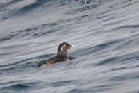 Parakeet Auklet - Aethia psittacula