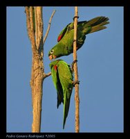 Hispaniolan Parakeet - Aratinga chloroptera