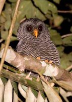 Black-banded Owl - Ciccaba huhula