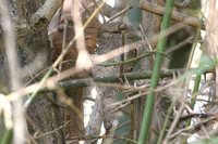 Ceylon Frogmouth - Batrachostomus moniliger