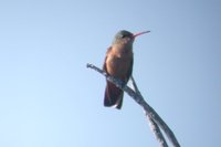 Cinnamon Hummingbird - Amazilia rutila