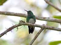 Snowy-bellied Hummingbird - Saucerottia edward