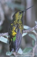 Black-thighed Puffleg - Eriocnemis derbyi