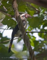 Luzon Hornbill - Penelopides manillae