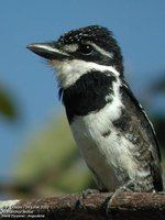 Pied Puffbird - Notharchus tectus