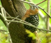 Rufous-bellied Woodpecker - Dendrocopos hyperythrus