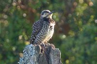 Chilean Flicker - Colaptes pitius