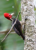 Pale-billed Woodpecker - Campephilus guatemalensis