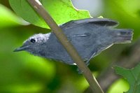 Alagoas Antwren - Myrmotherula snowi