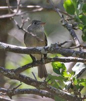 Dusky Flycatcher - Empidonax oberholseri