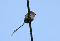 Long-tailed Tyrant - Colonia colonus