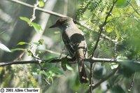 La Sagra's Flycatcher - Myiarchus sagrae