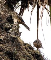 Band-backed Wren - Campylorhynchus zonatus