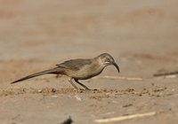 Crissal Thrasher - Toxostoma crissale