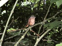 Brown Trembler - Cinclocerthia ruficauda