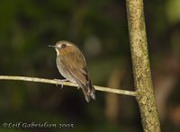 Eyebrowed Jungle-Flycatcher - Rhinomyias gularis