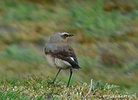 Northern Wheatear - Oenanthe oenanthe