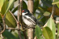 Brown-throated Wattle-eye - Platysteira cyanea
