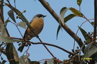 Rufous Whistler - Pachycephala rufiventris