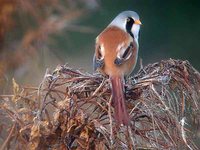 Bearded Reedling - Panurus biarmicus