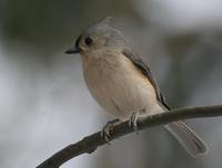 Tufted Titmouse - Baeolophus bicolor