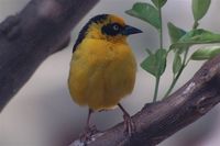 Baglafecht Weaver - Ploceus baglafecht