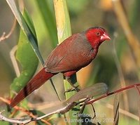 Crimson Finch - Neochmia phaeton