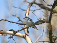 Cerulean Warbler - Dendroica cerulea