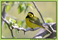 Hooded Warbler - Wilsonia citrina